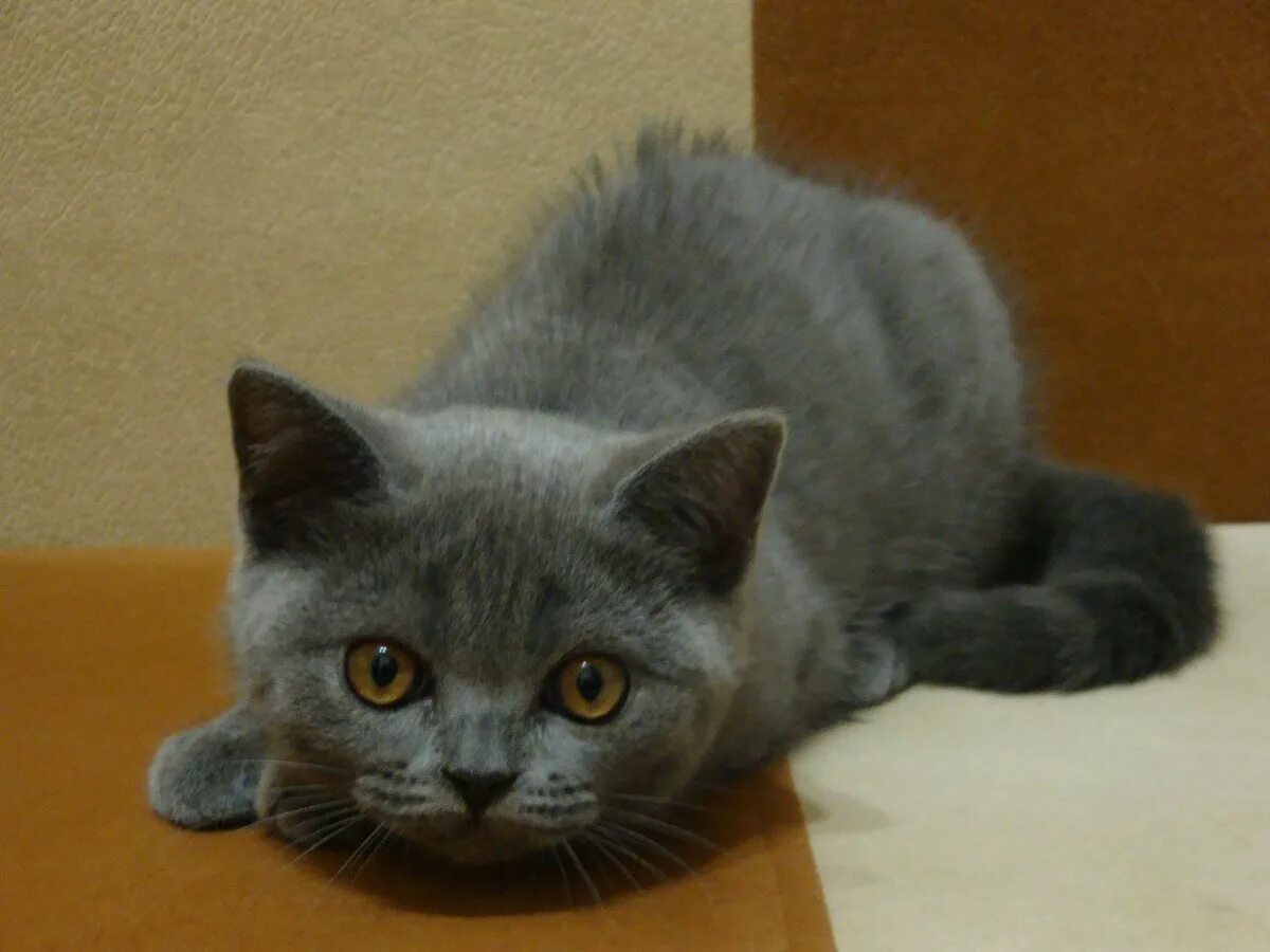 Британец кот прямоухий серый. Шотландская кошка прямоухая скоттиш страйт серая. шотландские котята голубые скоттиш страйт. шотландская кошка прямоухая серая. шотландская голубая кошка прямоухая.