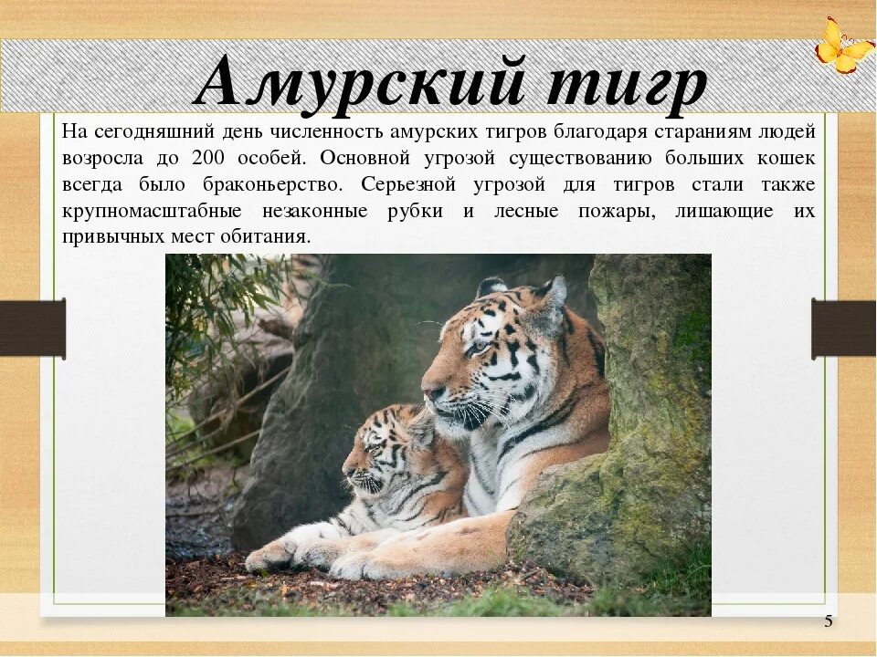Тигр доклад 4 класс окружающий мир. Сообщение о амурском тигре. амурский тигр сообщение. амурский тигр красная книга сообщение. краткое сообщение о тигре из красной книги.