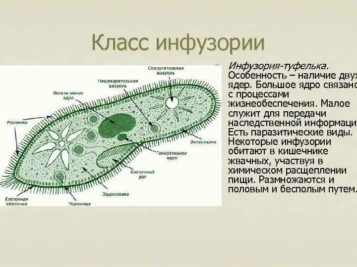 Инфузория туфелька систематика. Ротовое отверстие у инфузории туфельки. Инфузория туфелька характеристика. Компоненты клетки инфузории-туфельки:. Передвижение инфузории