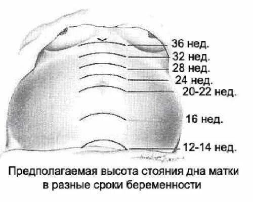 Рост матки при беременности. Беременность высота стояния дна матки. беременность 11 недель высота стояния дна матки. высота стояния матки в 22 недели беременности. высота дна матки на 20 неделе беременности.