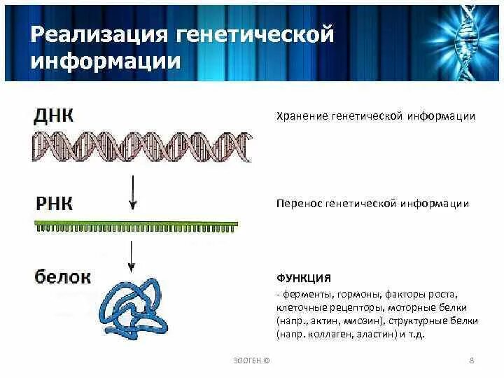 Значение клетки днк. Реализация генетической информации схема. Хранение и реализация генетической информации. ДНК хранение наследственной информации.