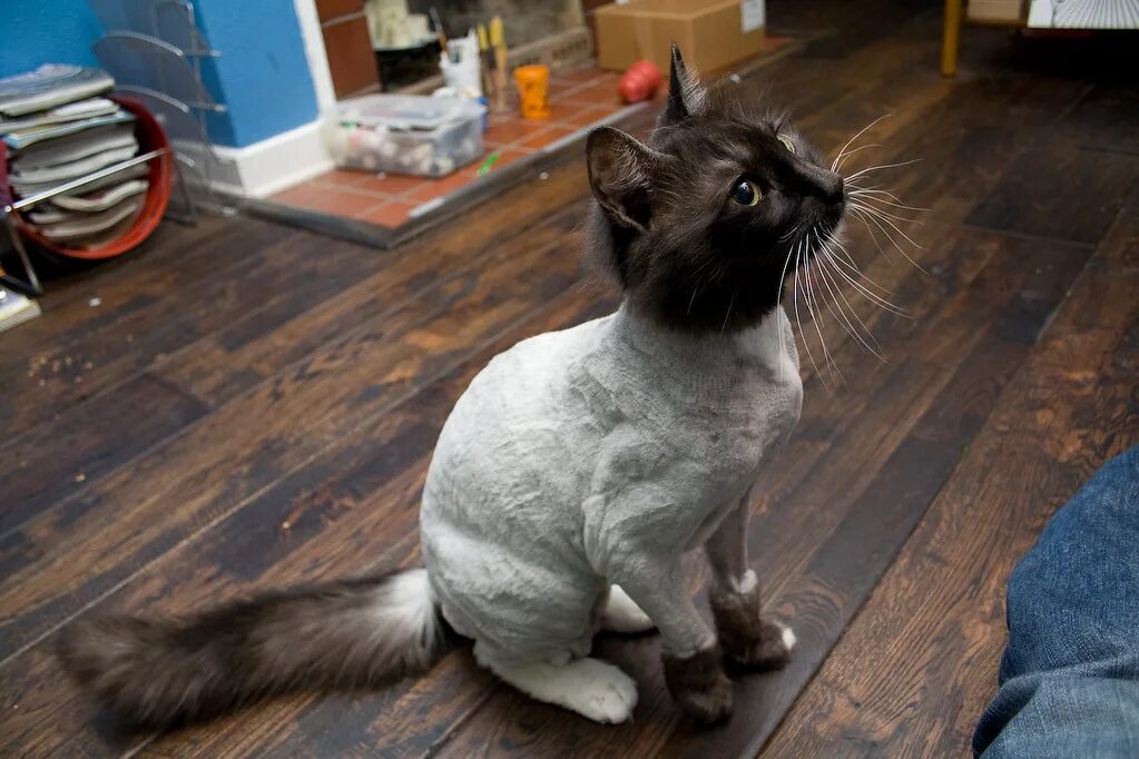 Awkward Grooming Trend: Dinosaur Cat Haircuts Cat haircut, Cats, Sick cat