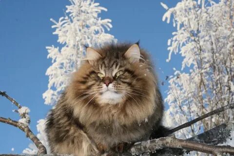 Сибирский лет