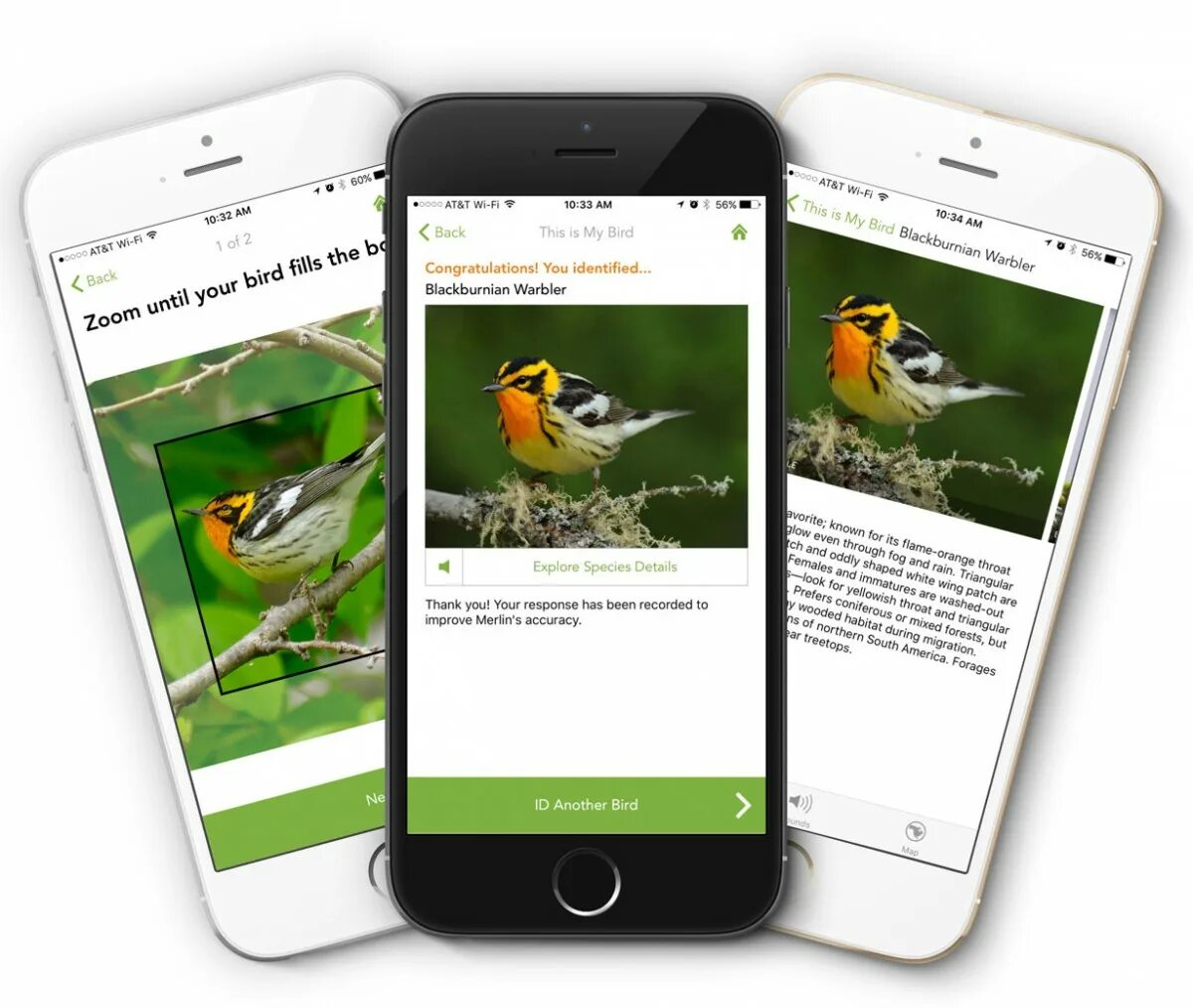 Приложение с птичкой. Распознавание птиц по фото. Мерлин приложение. Merlin приложение птицы.