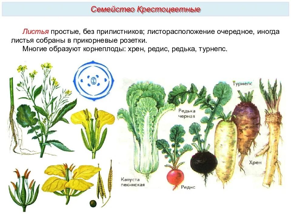 К семейству крестоцветных относится примеры