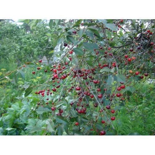 Купить Вишня Владимирская - Вишня плодовая - GardenPlants