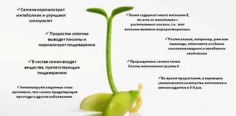 Польза проростков