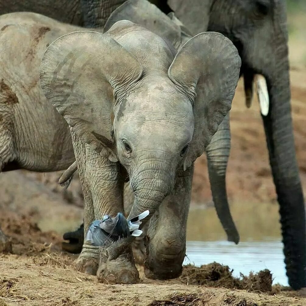 Funny elephant. Слоненок.