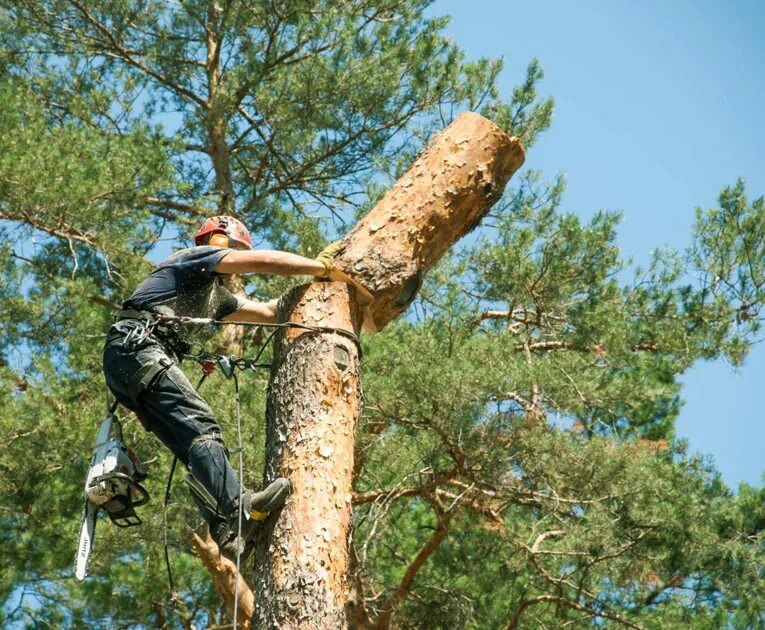 Спил деревьев в ростове. Валка леса спиливание дерева. Спиленное дерево. Валка деревьев на участке. Спил опасных деревьев.