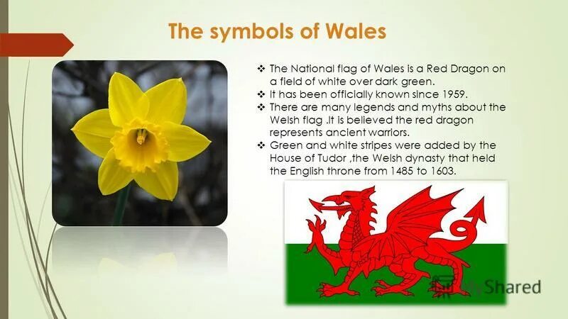 Желтый нарцисс символ уэльса. Лук порей и нарцисс символы уэльса. Лук порей и нарцисс символы уэльса. What is the symbol of scotland?. Уэльс – нарцисс (daffodil).