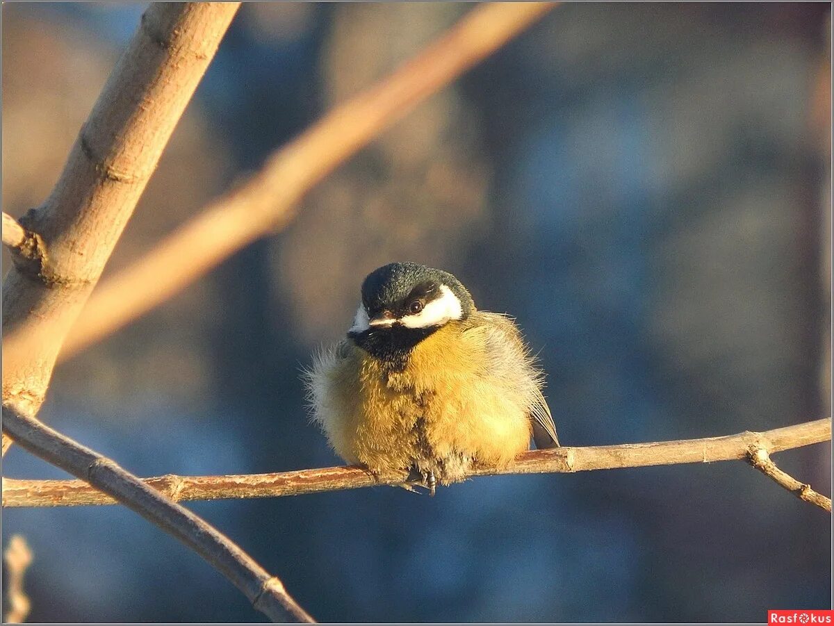 маленькая синица. маленькая синица. синичка московка. синица московка. синичка маленькая птичка.
