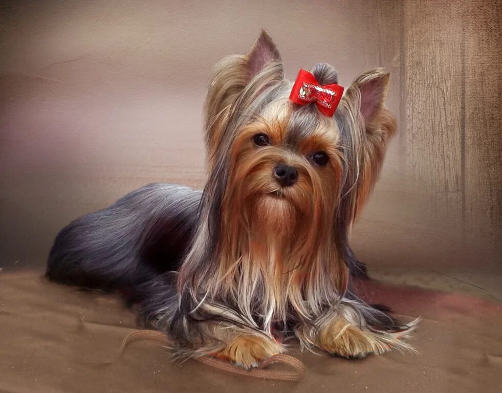 шоколадный бивер йоркширский терьер. окрас йоркширского терьера. окрас йоркширского. чепрачный йоркширский терьер. йоркширский терьер стандарт.