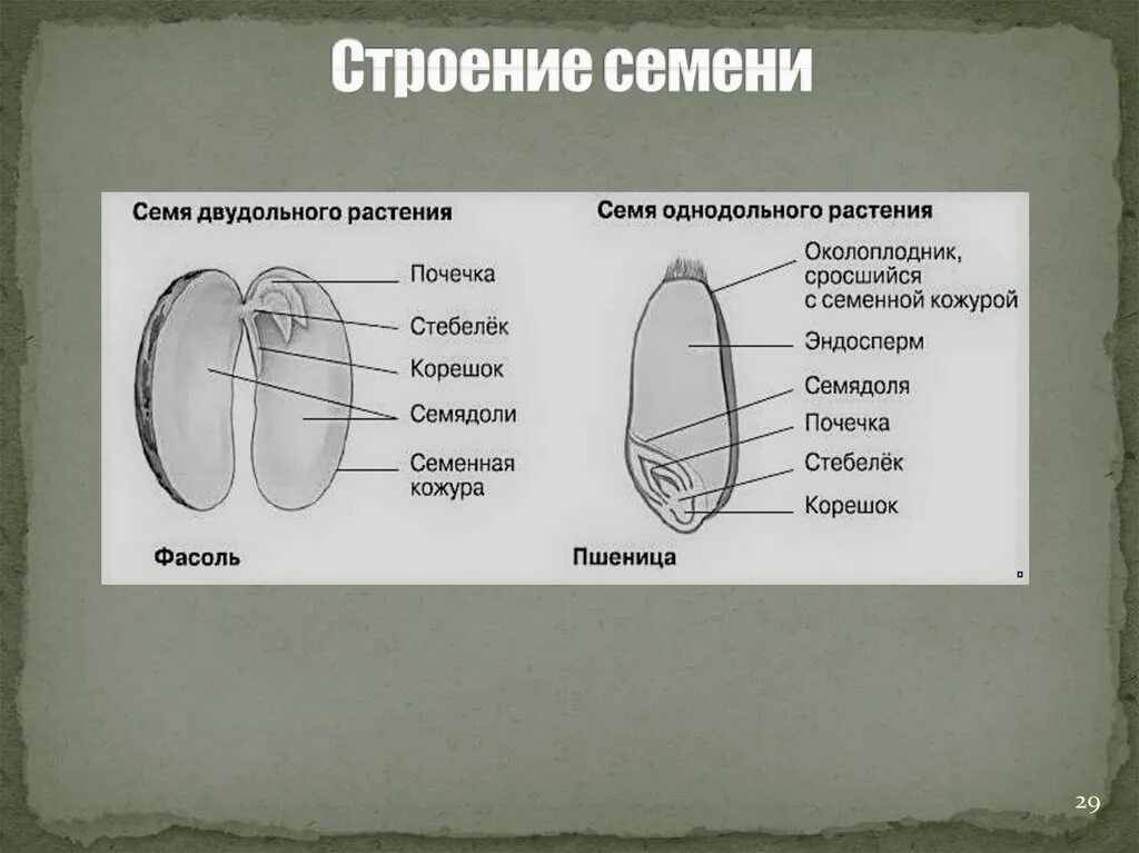 Строение семени 7 класс биология. Строение однодольного семени. Строение семени однодольных и двудольных. Однодольные семена строение. Строение семени однодольного растения.