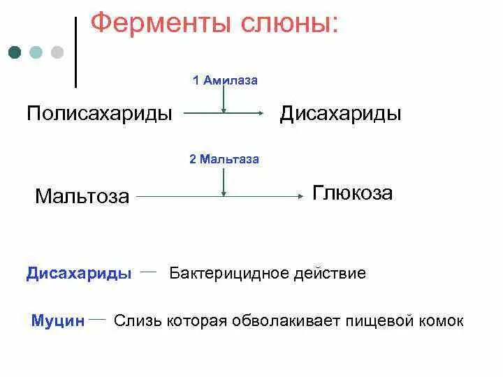 Пищеварительные ферменты слюны человека. Ферменты слюны. Слюна содержит пищеварительные ферменты. Амилолитические ферменты слюны. Ферменты слюны механизм действия.