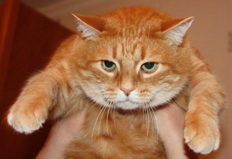 Рыжий кот разговаривает. Рыжий кот удивлен. Джинджер талкинг том. Джинджер кот игра. Рыжий кот с высунутым языком.