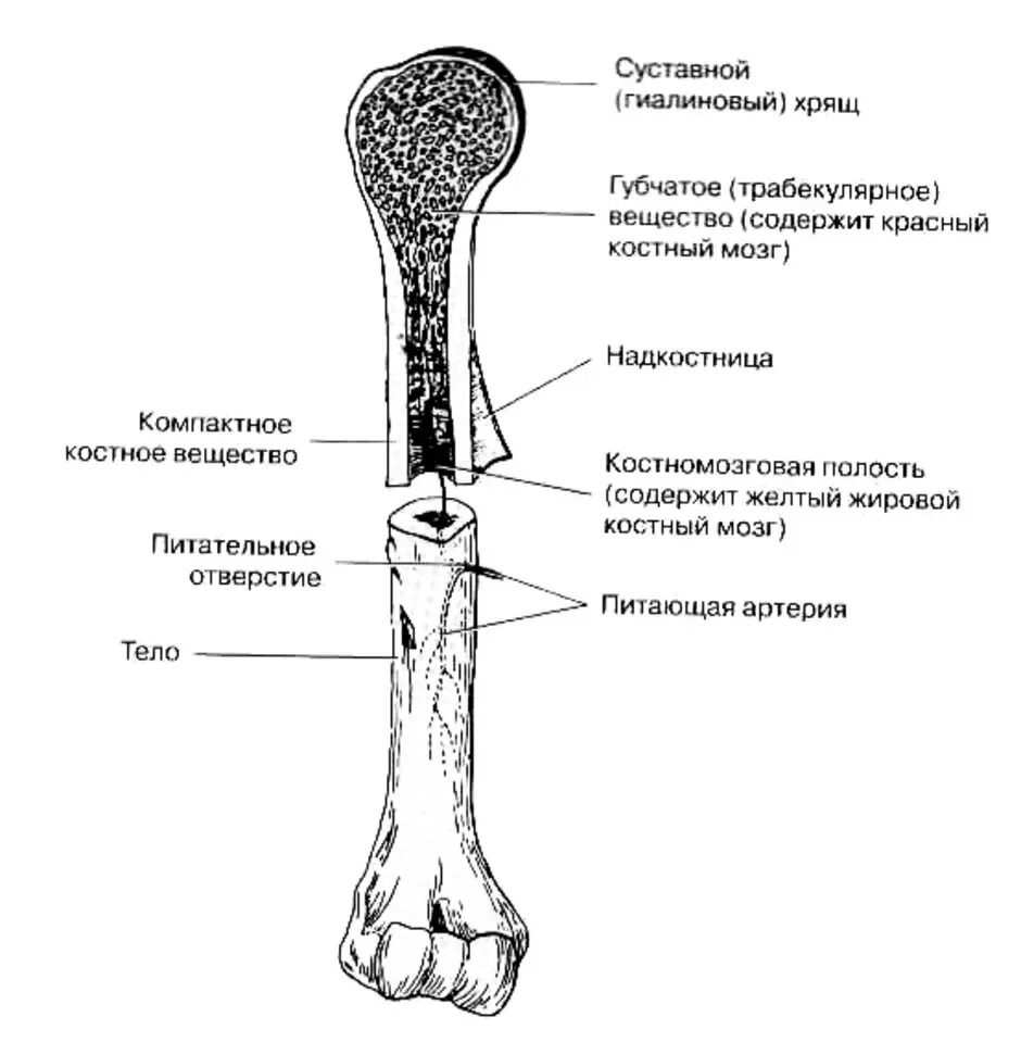 Части трубчатой кости. Строение длинной трубчатой кости анатомия. Рис 71 строение трубчатой кости. Трубчатая кость строение ЕГЭ. Нарисуйте схему строения трубчатой кости.