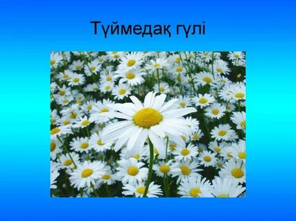 Сексуалдық фильмдер