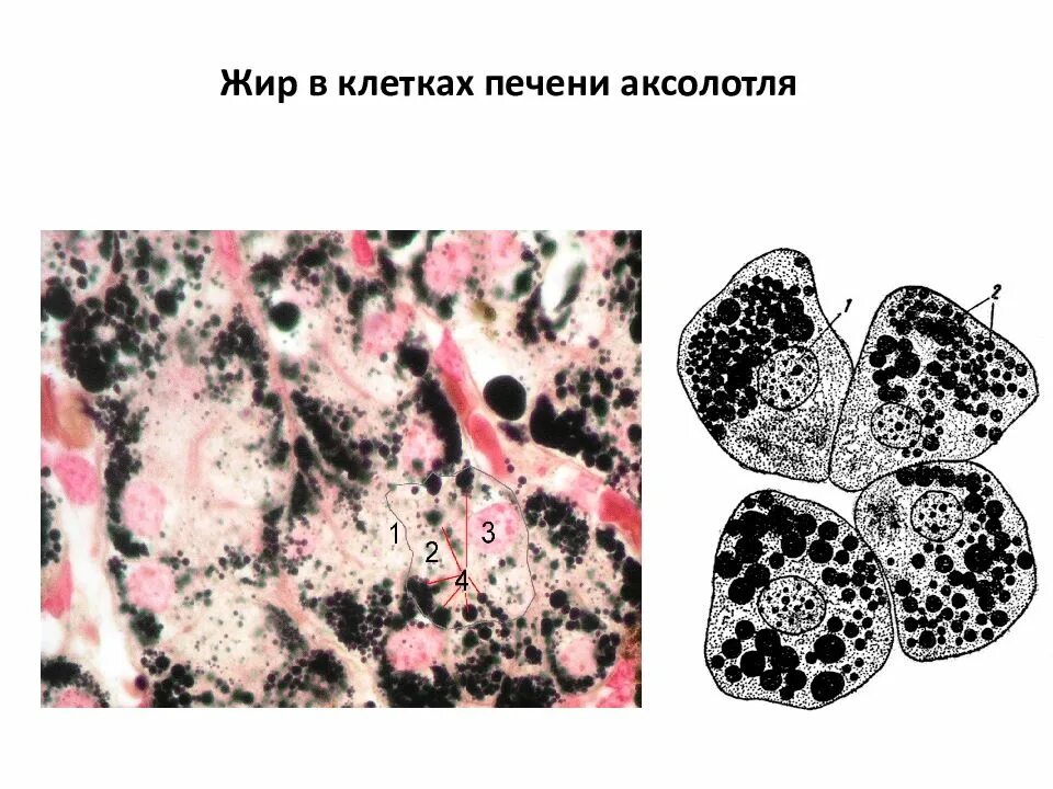 Митохондрии в клетках печени. Печень аксолотля гистология. Включения жира в клетках печени аксолотля. Клетки печени аксолотля гистология. Жировые включения в клетках печени аксолотля гистология.