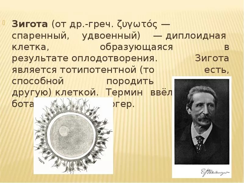 Определение понятия зигота. Зигота. понятие зиготы. что такое зигота 6 класс. зигота это в биологии 6 класс.