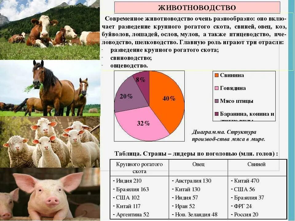 Животноводство таблица. Отраслижовотноводства. Отрасли животноводства. География сельского хозяйства животноводство. Сельскохозяйственное производство преобладает в