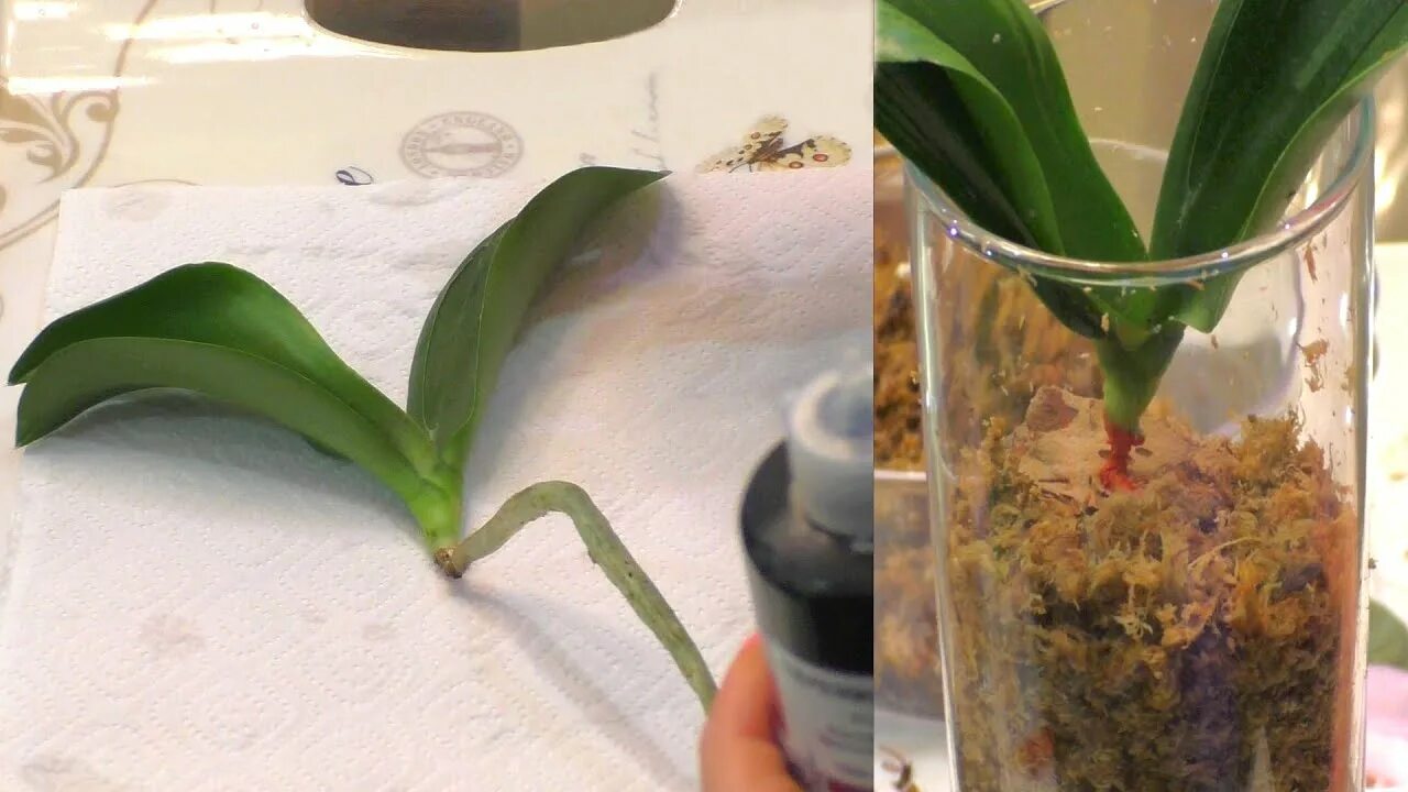 Как нарастить корни орхидеи в домашних. Размножение орхидей. Размножение ванильной орхидеи. Торфяной стакан в орхидее.