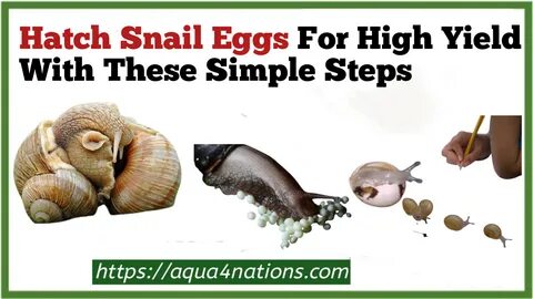 Hatch Snail Eggs For High Yield With These Simple Steps - Aqua4Nations.