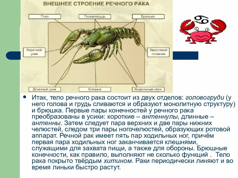 Тип членистоногие класс ракообразные отделы тела. Внешнее строение класса ракообразные 7 класс биология. тело ракообразных состоит из. конечности брюшка ракообразных. брюшко у ракообразных.