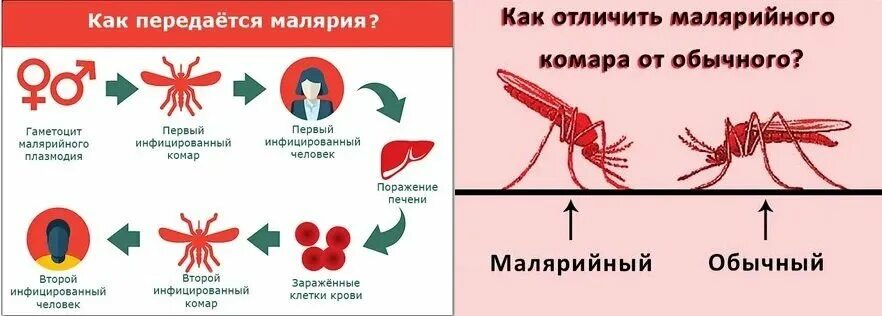 Как передается малярия