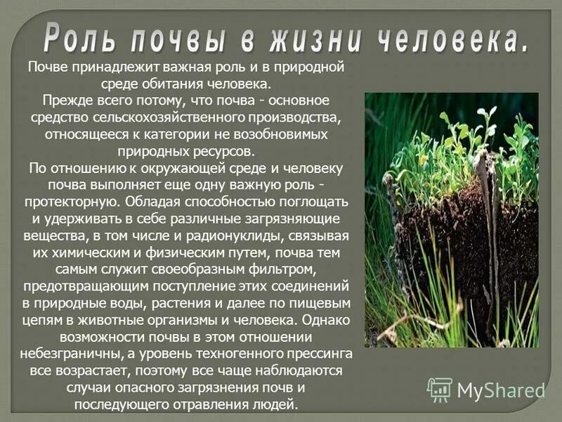 Значение почвы для животных. Роль растений в почве. Роль почвы в природе. Значение росвы в природе. Взаимосвязь почв и растительности.