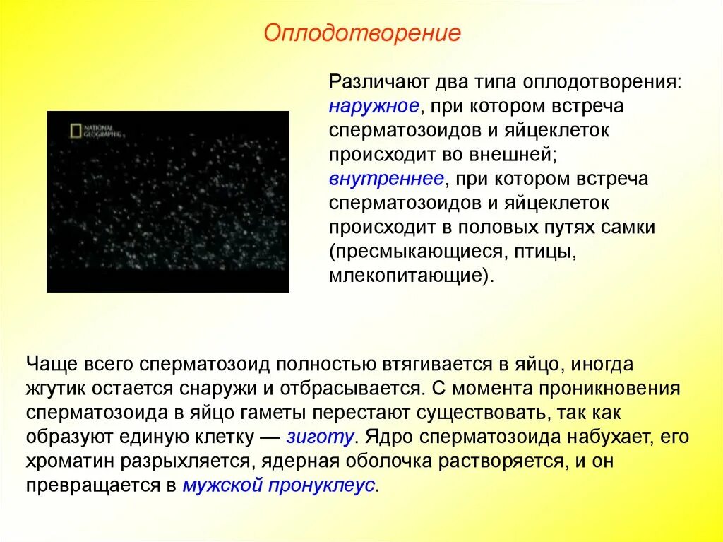 Выберите типы оплодотворения. Виды оплодотворения. Два типа оплодотворения. Оплодотворение типы оплодотворения. Типы оплодотворения наружное.