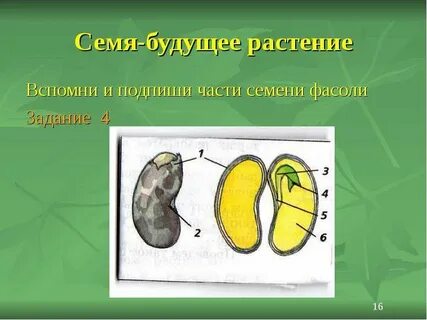 Что является зачатком будущего растения