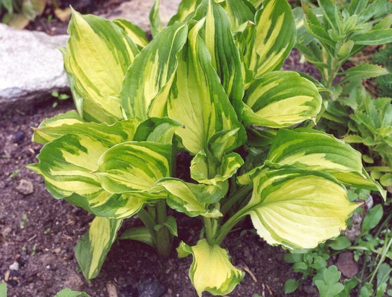 49 хоста. Хоста ventricosa aureomaculata. хоста ауреомакулата. хоста вентрикоза ауреомакулата. хоста ауреомаргината.