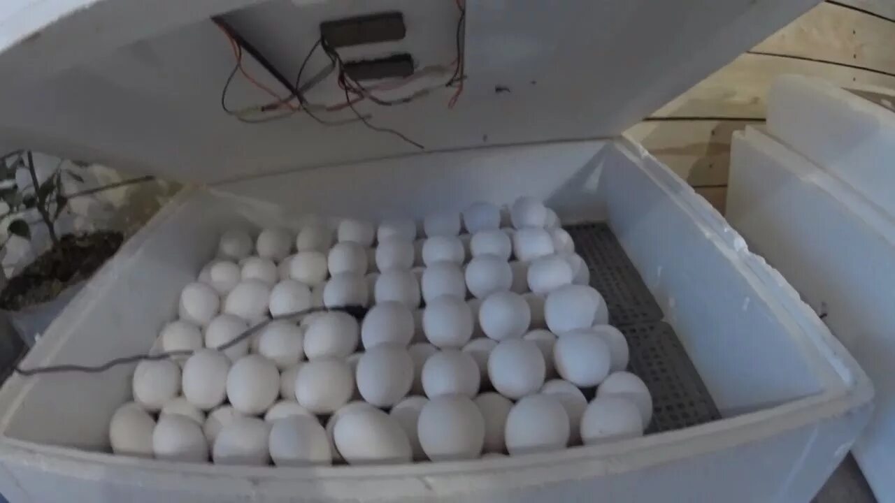 Инкубационное яйцо индейки хайбрид. Инкубатор для индюков. Инкубатор для индюков. Инкубатор "птичий двор" pro-60. Инкубатор для индюков.