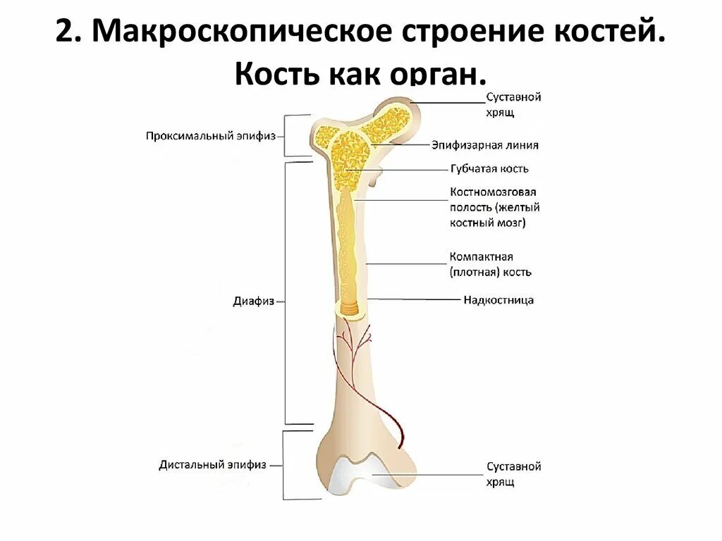 А из чего он состоит