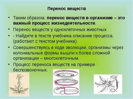 Системы органов транспортирующие вещества