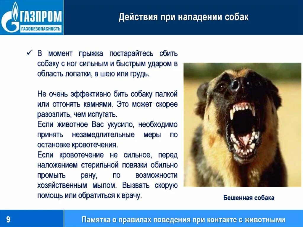 Что делать при нападении. Памятка при нападении собаки. Правила поведения при нападении собаки. Действия при нападении животных. Памятка если напала собака.