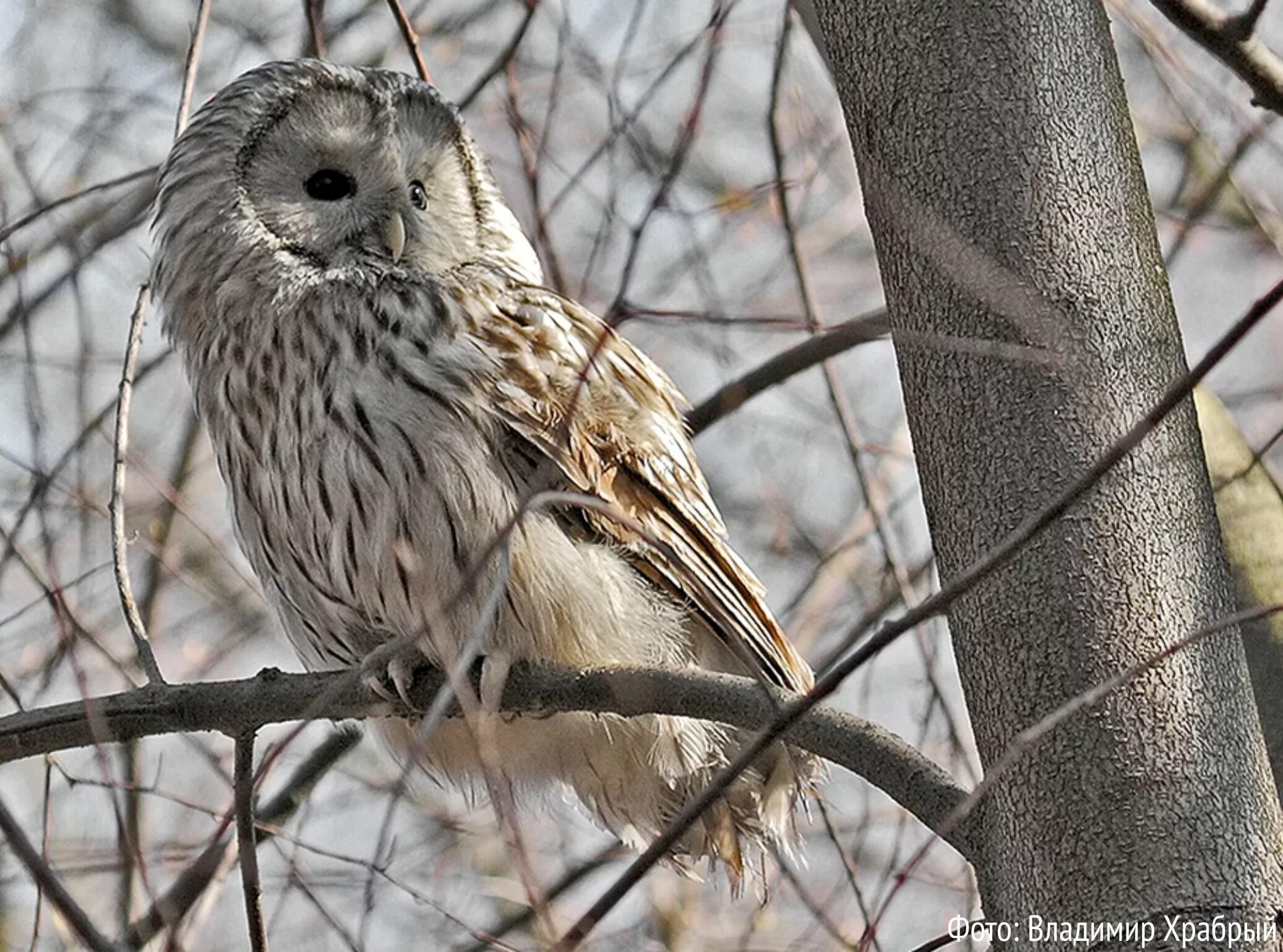 Сибирская сова. Ушастая сова в ленинградской области. Длиннохвостая уральская неясыть. Сова губерния. Сова губерния.