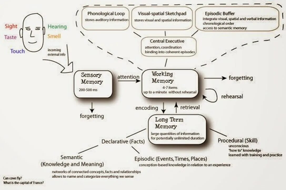 Visual memory. Spatial working memory. how human memory works. memory scheme.