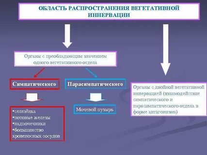 Каково значение вегетативной