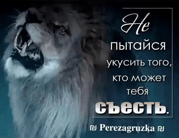 Есть кто прав лев. Не пытайся укусить того. Твой язык это Лев. Не кусай того кто может съесть. Нельзя кусать того кто может съесть тебя.