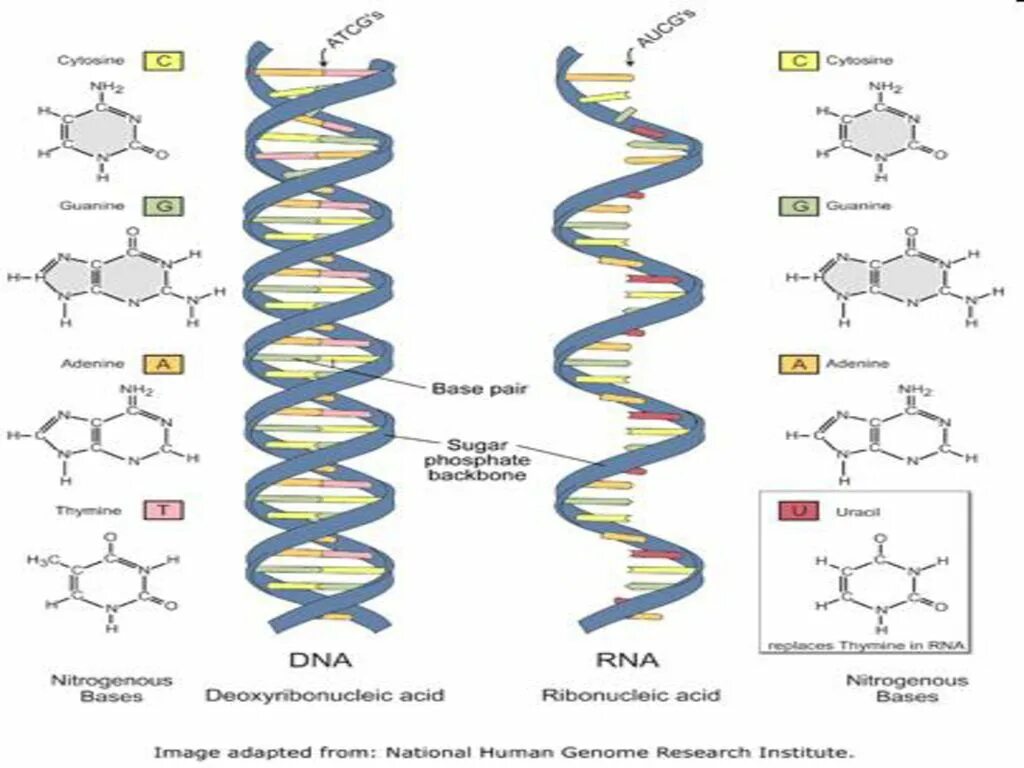 Структура ДНК И РНК. Строение ДНК И РНК схема. Вторичная структура РНК. Строение и Синтез молекул ДНК И РНК.
