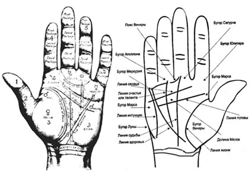Левая ладонь хиромантия. Рука хиромантия схема. Хиромантия линии сбоку ладони. Схема ладони в хиромантии. Рука хироманта схема.