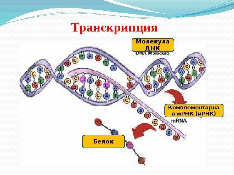 Концы транскрибируемая днк. Схема транскрипции синтеза белка. Схема процесса транскрипции Биосинтез белка. Схема биосинтеза белка транскрипция и трансляция. Транскрипция биология Биосинтез белка.