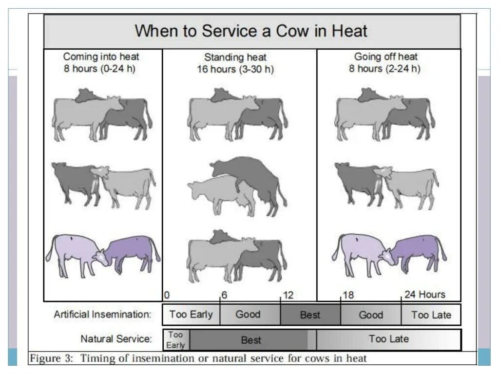 Схема искусственного осеменения коров. Гормональные схемы для осеменения коров. Стельность коровы после искусственного осеменения. Кратность осеменения коров. Сколько чистится корова
