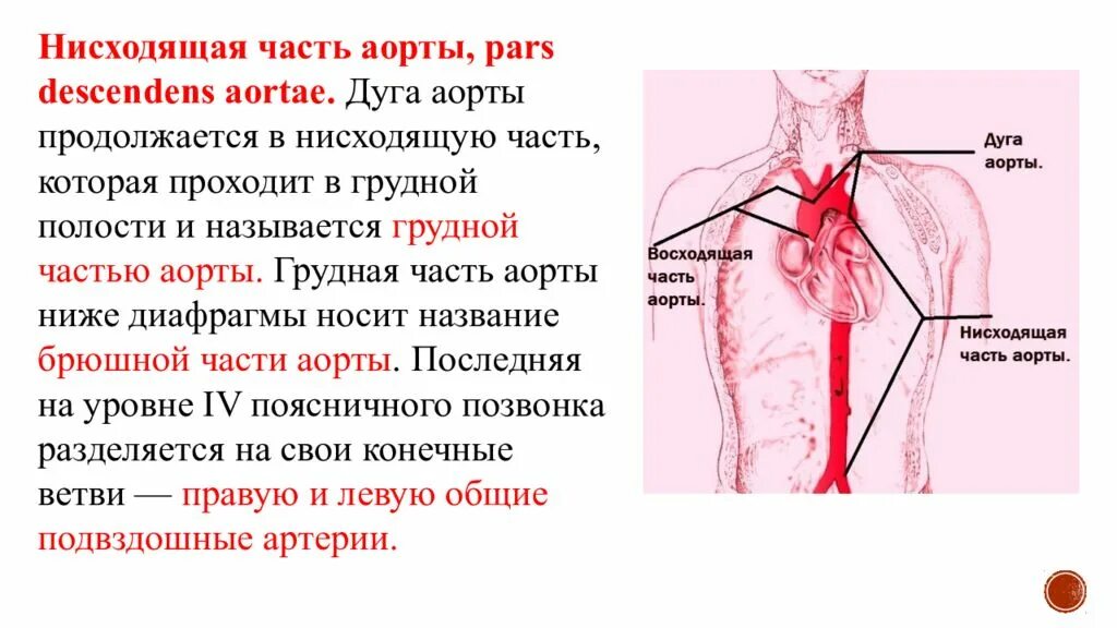 Нисходящий сосуд