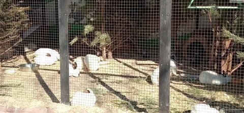 Ивановский зоологический парк ленинградская ул 2а