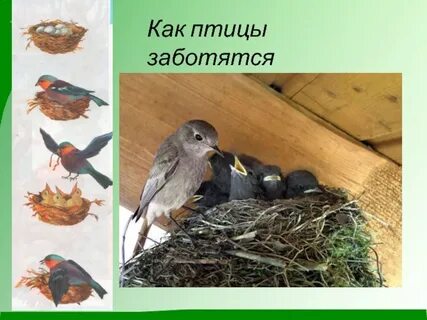 Какие птицы заботятся о своем потомстве