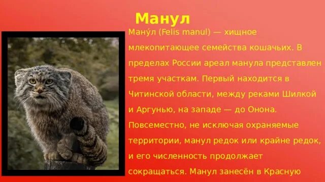 Манул внесен в красную. Манул. манул животное. манул описание. животные красной книги манул.