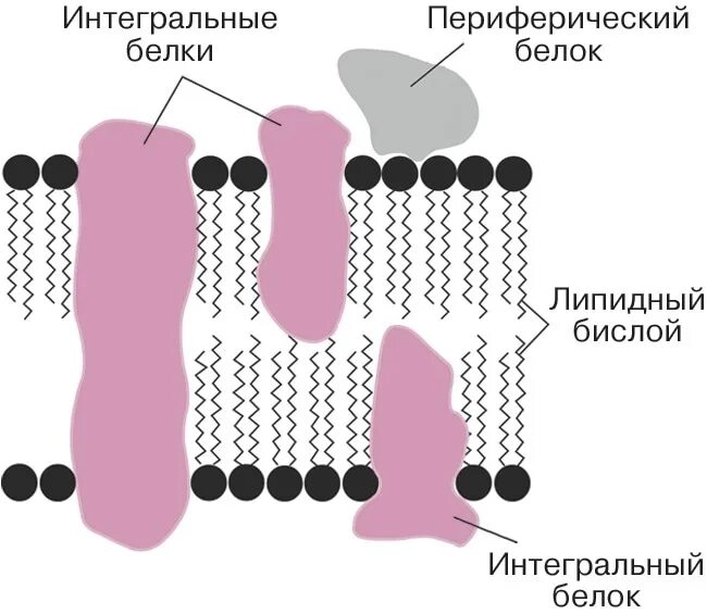 Интегральные белки какие. Интегральный белок мембраны клетки. Строения Интегральные белки мембран. Периферические белки клеточной мембраны. Функции периферических белков мембраны.