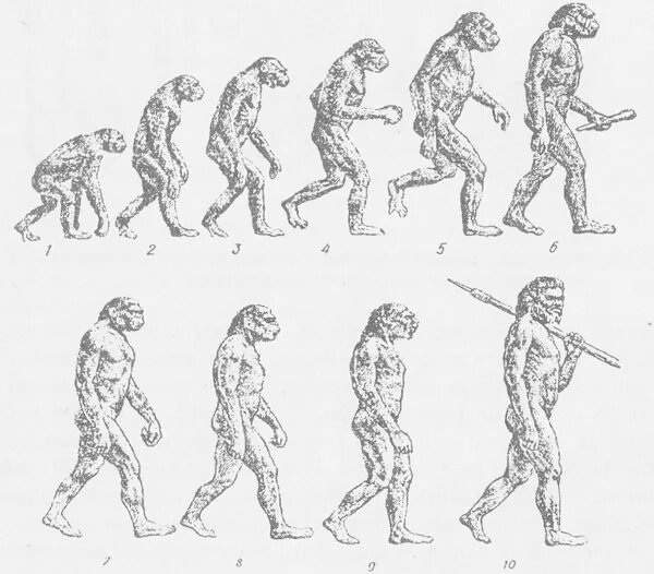 Эволюция человека от дриопитека. Эволюция человека от обезьяны. Развитие человека. Начало эволюции человека. Этапы эволюции человека тест 9 класс